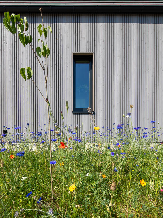 Detailansicht der Straßenfassade mit vorgelagerter Wildblumenwiese.